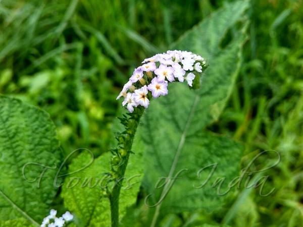 Indian Heliotrope